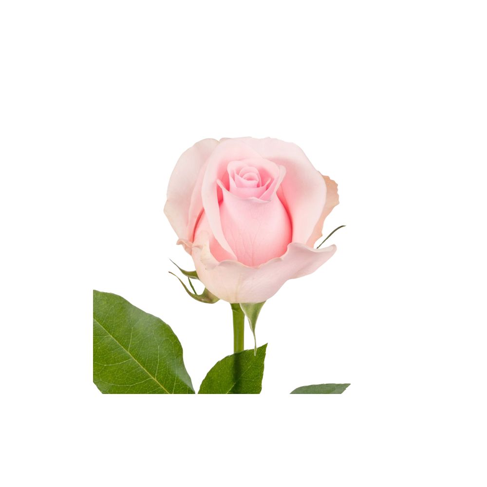Soft blush pink rose used in a romantic floral bloom basket arrangement.