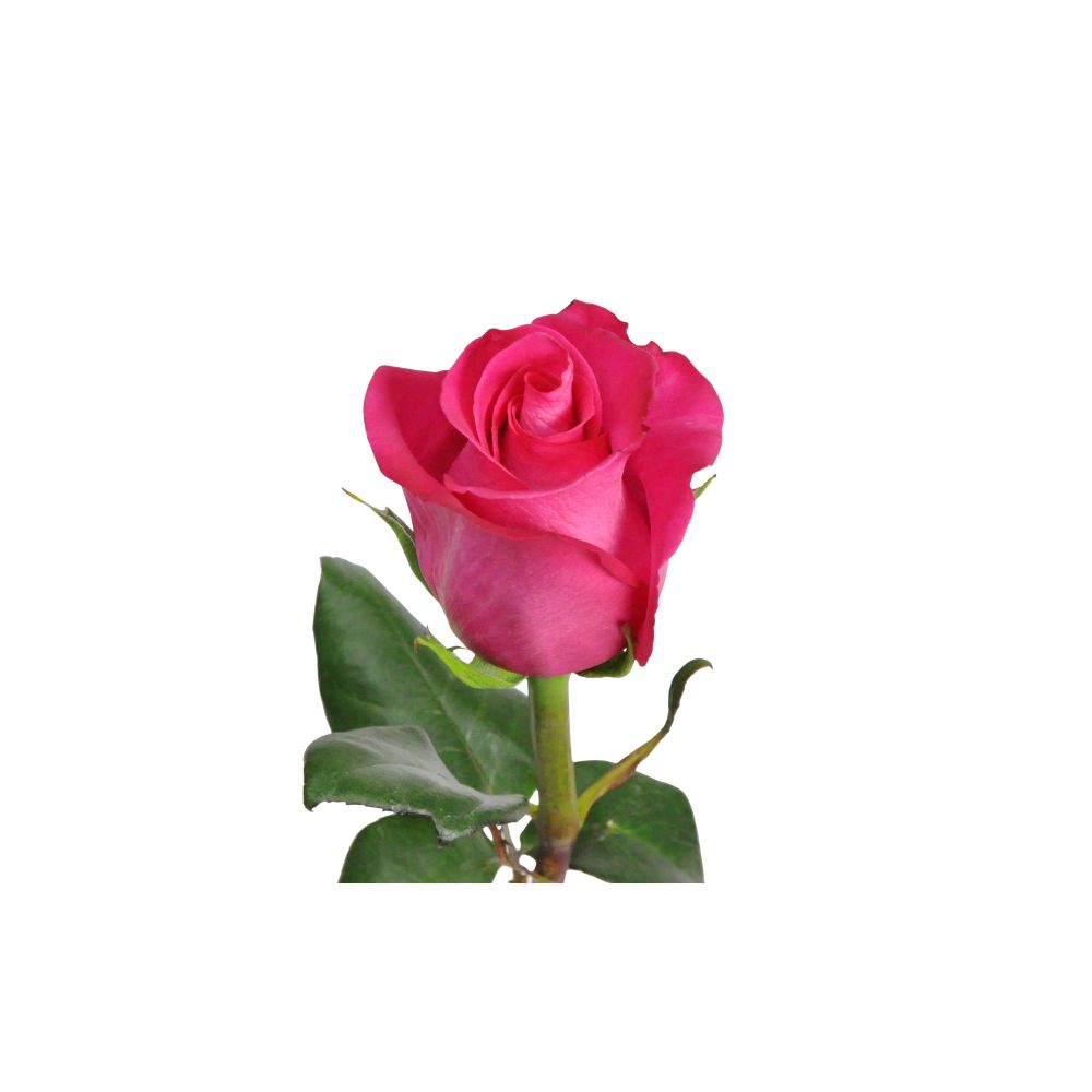 Bright pink rose stem used in a feminine bloom basket floral arrangement.